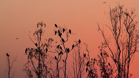 Black-eared-Kites,-Milvus-lineatus,-roosting-on-trees-creating-a-beautiful-silhouette-of-the-birds-in-Pak-Pli,-Nakhon-Nayok-during-the-sunset