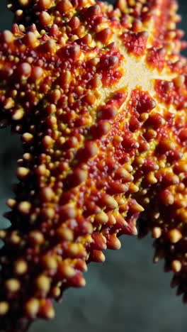 close-up of a starfish