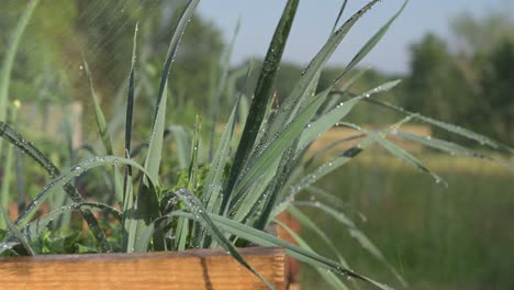 Jardinería-Casera-Orgánica-Natural-Cultivo-Biológico-Alimentos-Saludables,-Concepto-De-Caída-Del-Mercado-De-Inflación-De-Crisis