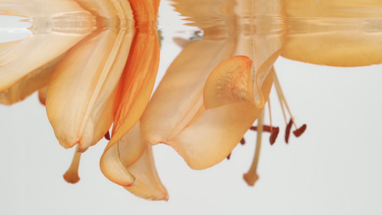 Pretty orange Lilly flower twisting around in water with a fresh feel