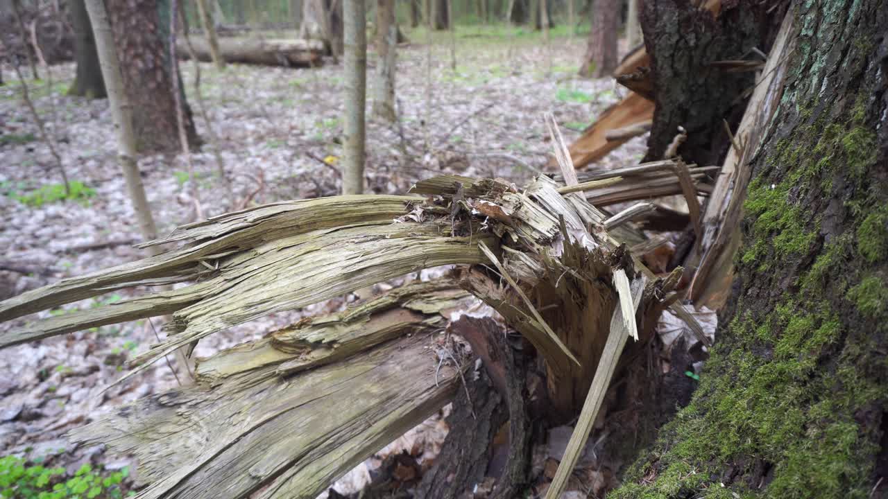 A close-up of a broken tree branch with stripped bark and jagged edges. The thick branch shows visible damage, emphasizing nature’s raw force and the textures left behind by strong wind or decay.