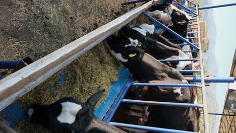 nurturing nature: sustainable practices in dairy cattle farming