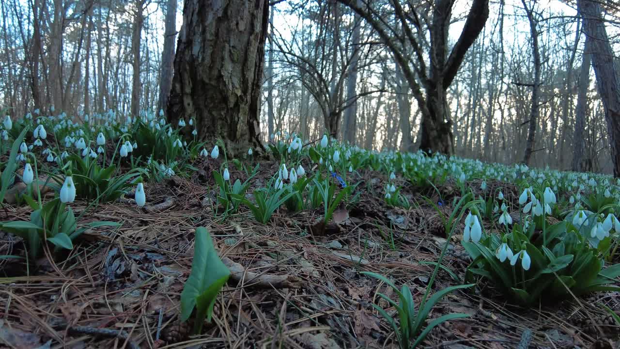 las gotitas de nieve cubren el suelo del bosque en una fascinante exhibición de la belleza de la naturaleza