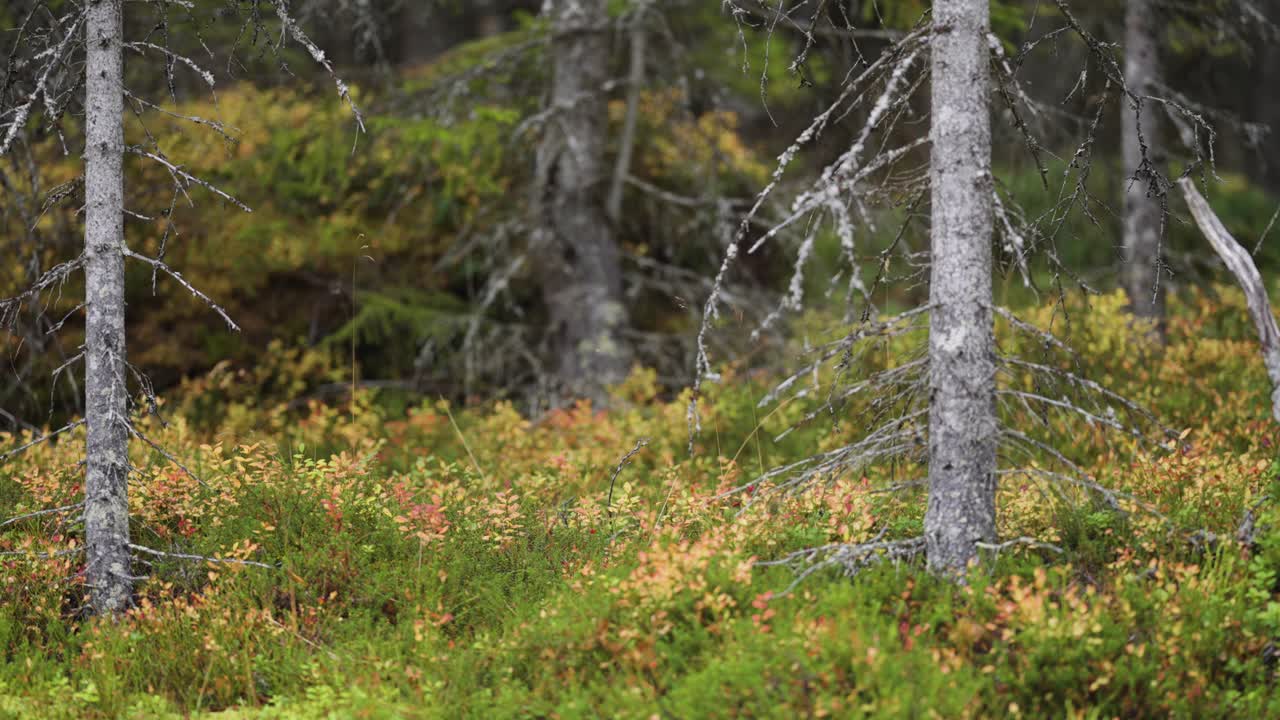 los pinos secos se alzan sobre la exuberante y brillante maleza en el bosque de otoño en el norte