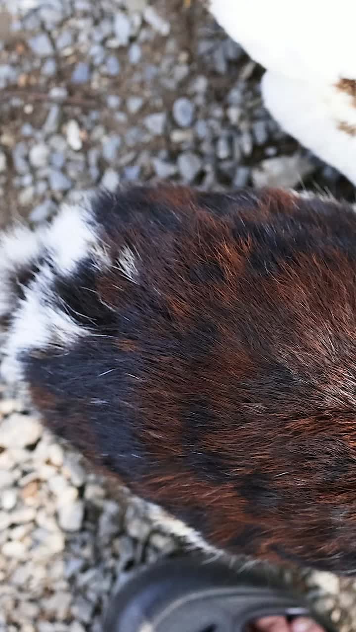conejos interactuando en la grava en un mercado