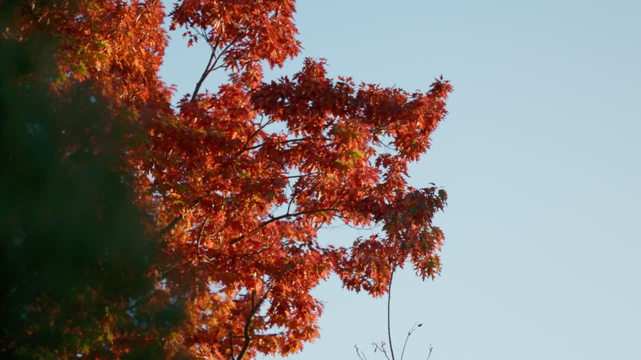 Beautiful autumn trees glow in the golden light of sunset, creating a warm and inviting seasonal landscape in Canberra.