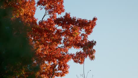 beautiful autumn trees glow in the golden light of sunset, creating a warm and inviting seasonal landscape in canberra.