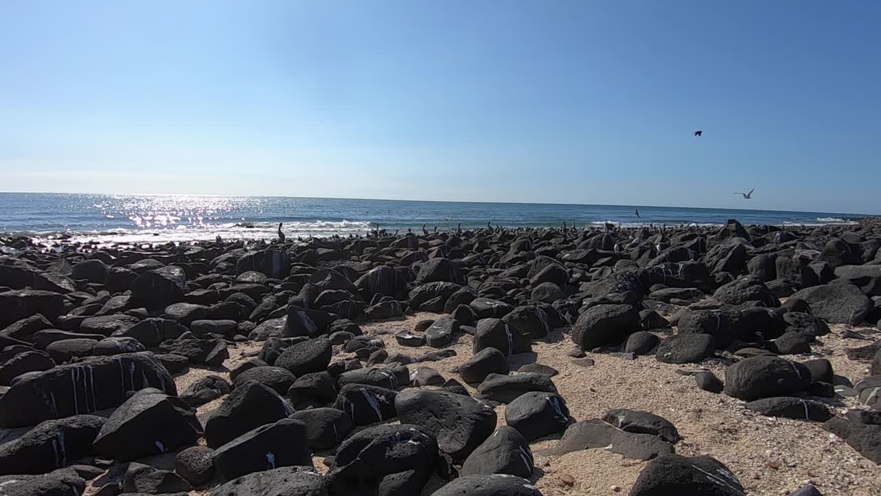 펠리컨은 멕시코 록키 포인트 해안을 따라 노출된 검은 바위에 자리 잡고 있습니다.