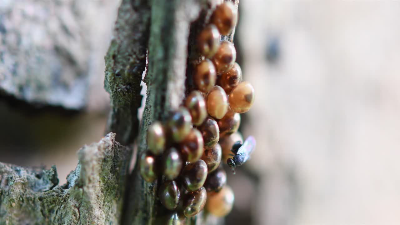 avispa calcida, avispa parasitoide, tailandia, material de archivo 4k