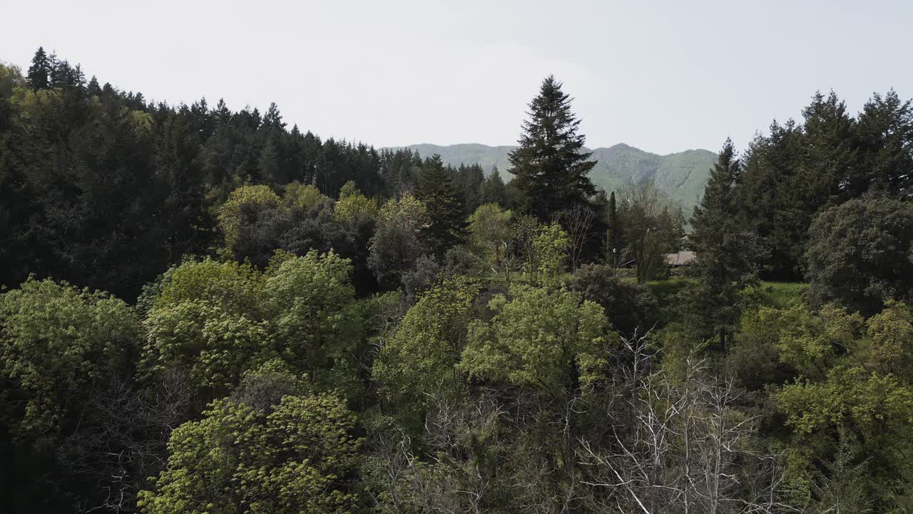 Fitta vegetazione verde copre un fianco della montagna, con una densa foresta di conifere e alberi a foglie caduche che si estende verso una catena montuosa distante sotto un cielo sereno.