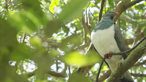 kereru perching on the tree branch in the forest - close up