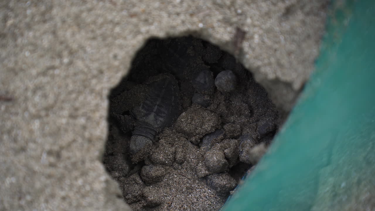 baby turtle coming out from eggs in beach sand