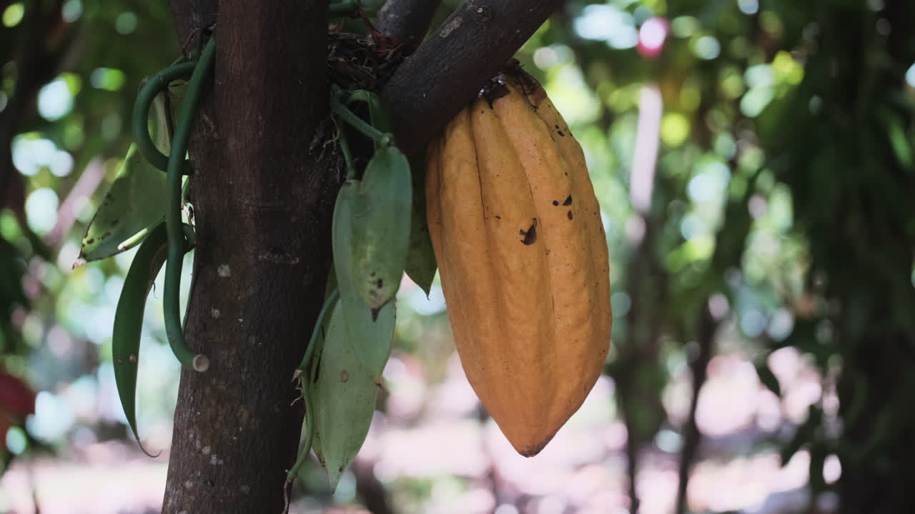 primer plano de la pista de la fruta amarilla del cacao que crece en un árbol tropical durante el día soleado, hawaii