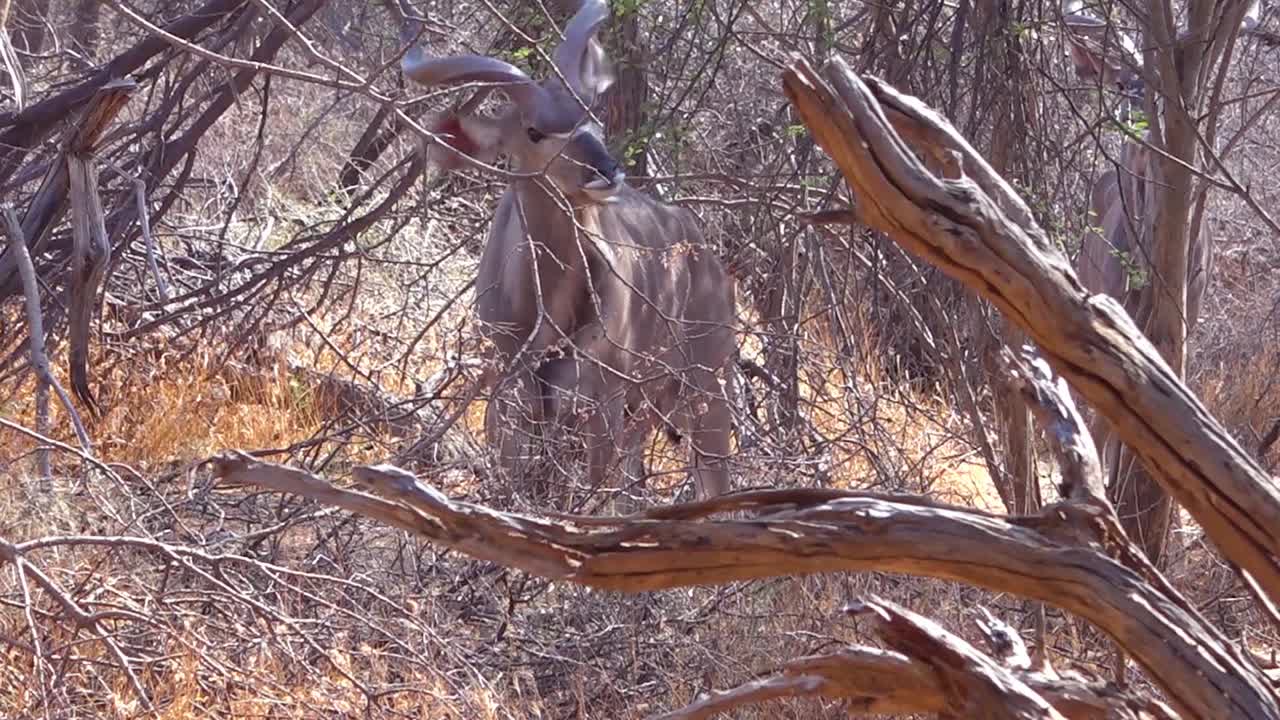 kudu impala는 아프리카 사파리에서 야생 동물 보호 구역의 마른 덤불에서 풀을 뜯습니다.