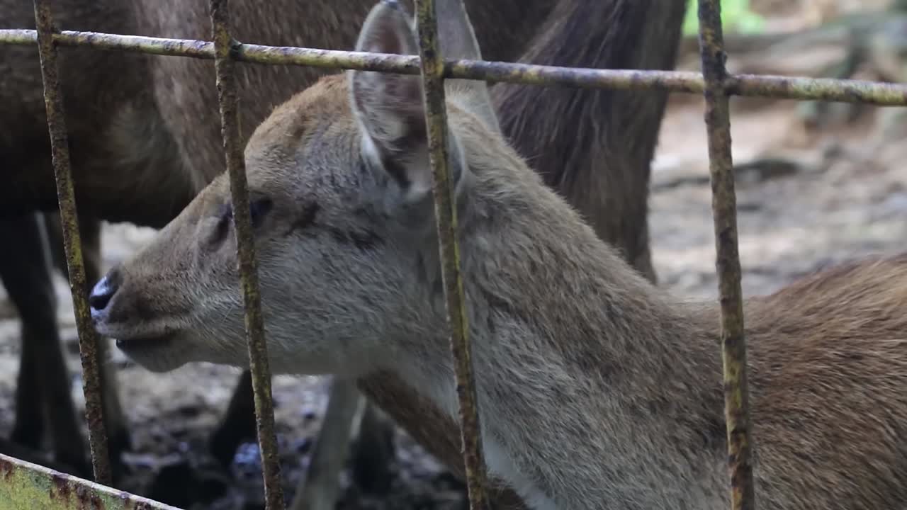 ciervos en el zoológico