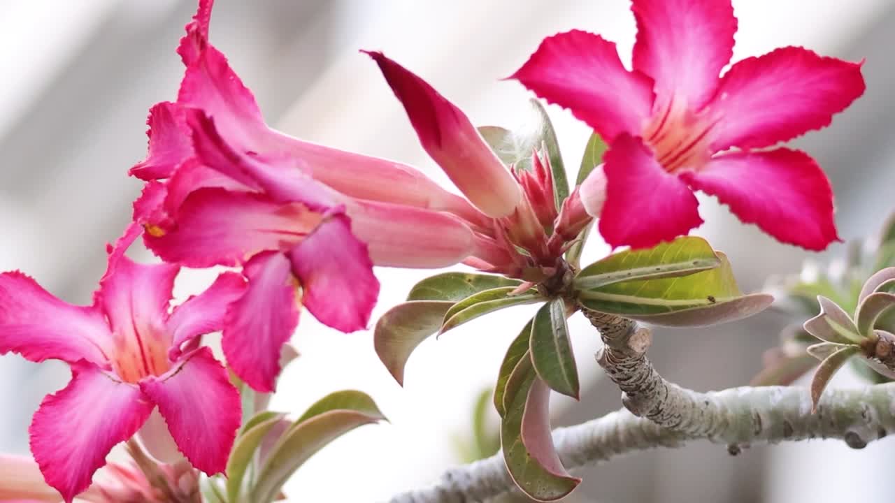 Time-lapse ravvicinato che mostra vivaci fiori rosa del deserto che si aprono su uno sfondo leggermente sfocato