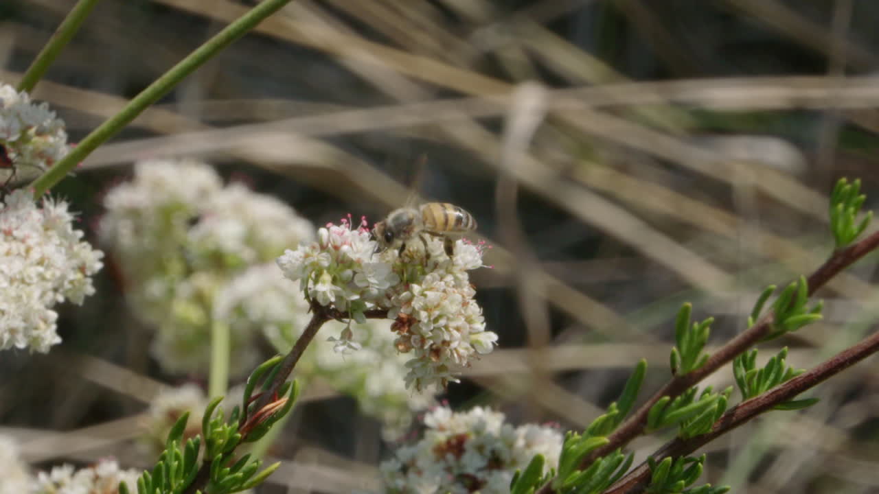 Bee pollinating white flowers