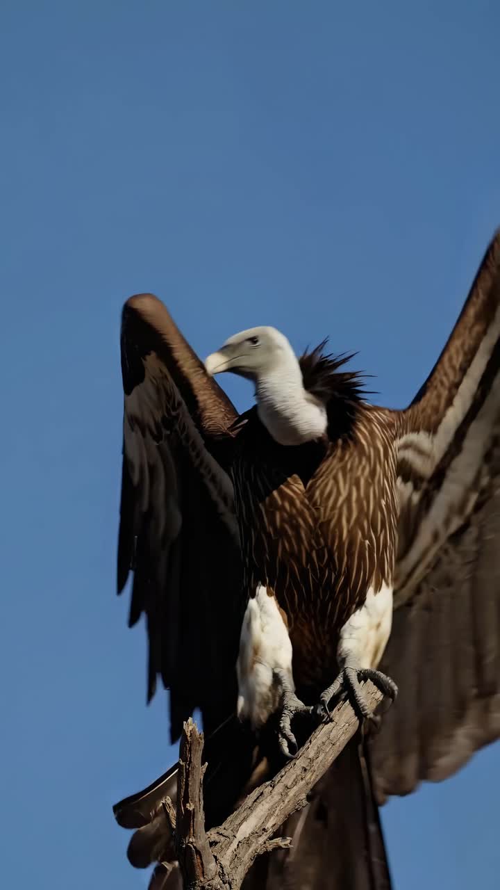 Close-up video shot of a vulture perched on a branch, wings spread, against a clear blue sky