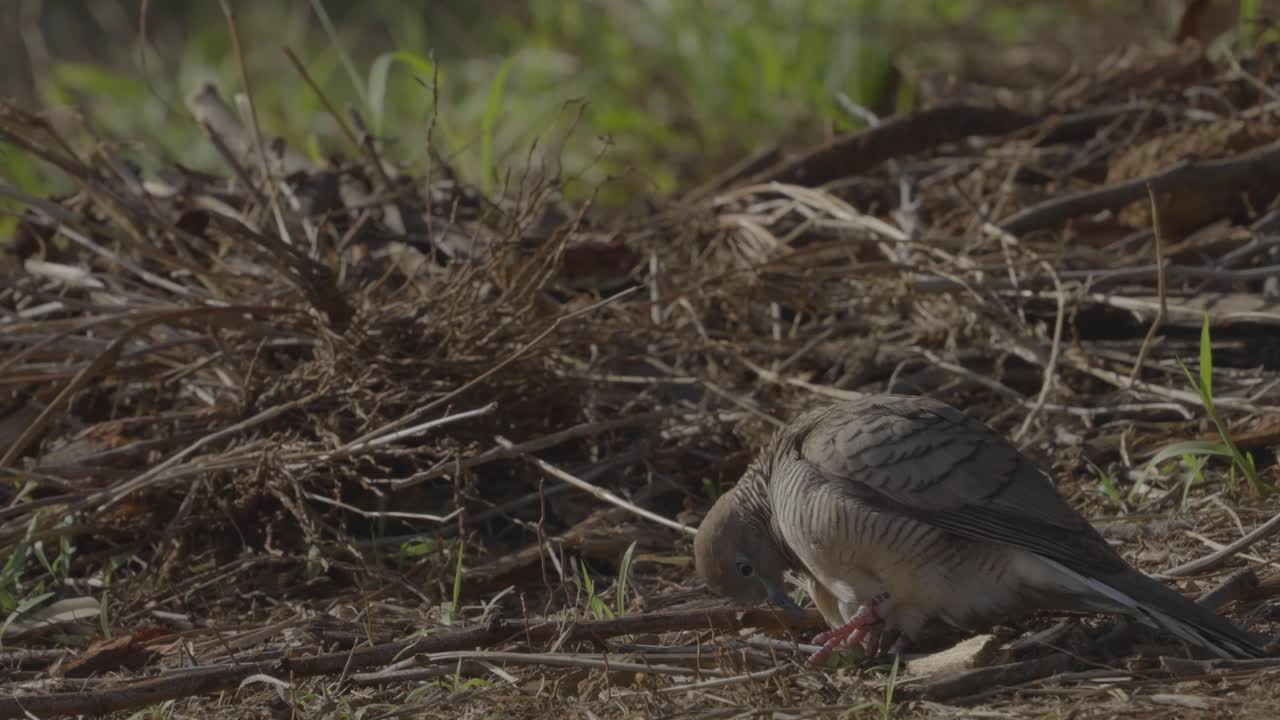 una paloma cebra agita sus plumas mientras se limpia cerca de una pila de ramas