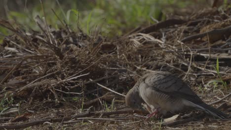 Una-Paloma-Cebra-Eriza-Sus-Plumas-Mientras-Se-Limpia-Cerca-De-Un-Montón-De-Ramas