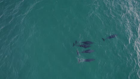 vista de arriba hacia abajo de los delfines nariz de botella en el mar de tasmania - disparo de drones