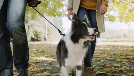 couple and dog on leash in autumnal park