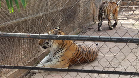 bengal tiger at the zoo