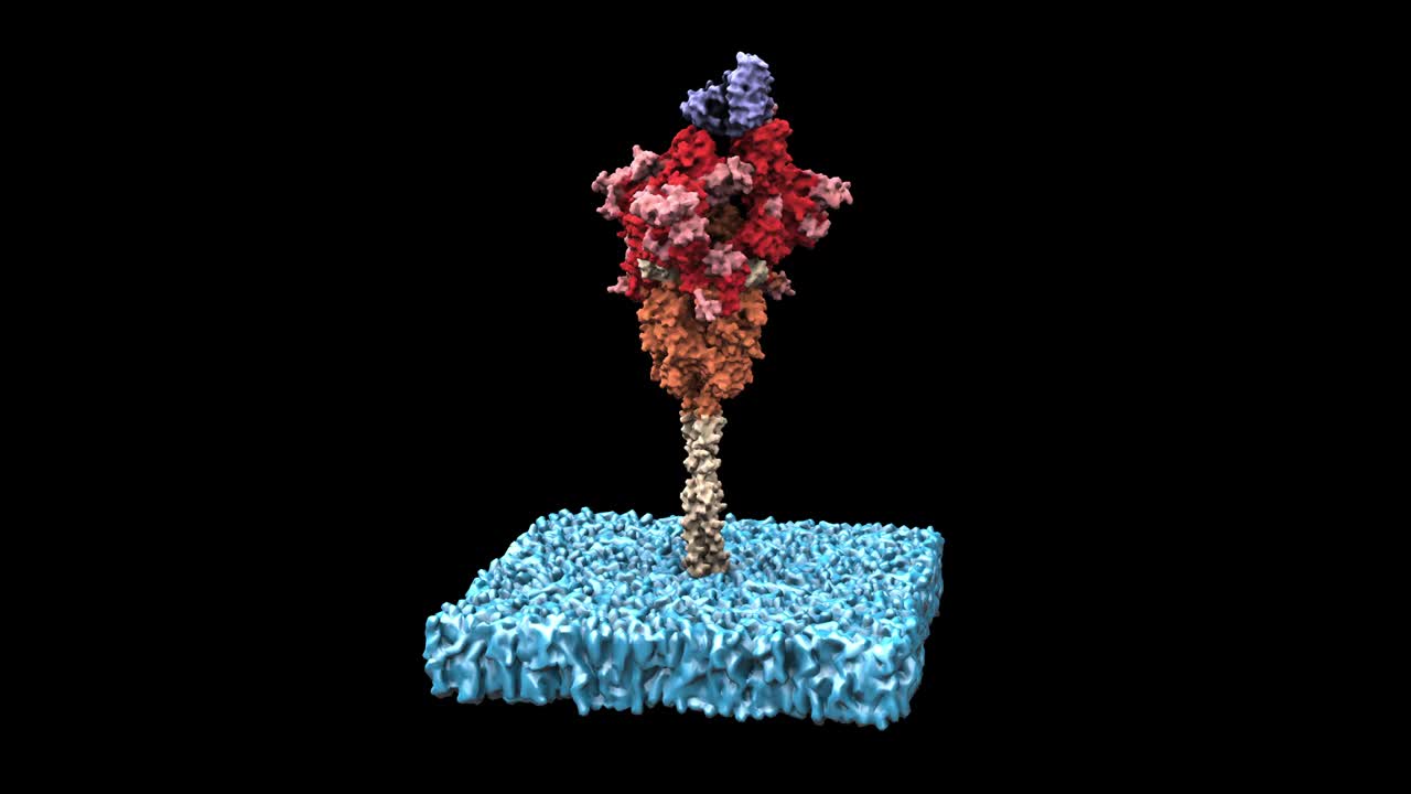 sars-cov-2 오픈 스파이크와 ab 조각 - 회전 루프