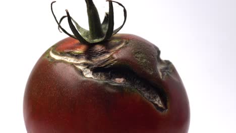 cracked tomato starting to mold