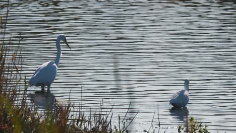 Little-And-Great-White-Egrets-Birds-Feeding-On-Dragonflys-On-Water-UK