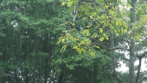 rainy day in the lush green forest