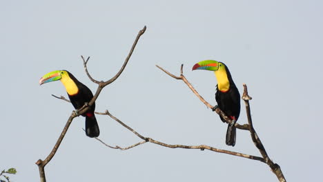 two keel billed toucans sitting on naked tree branch