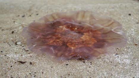 Grandes-Medusas-Flotando-En-El-Agua