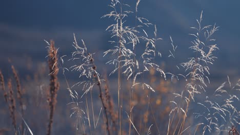 Eine-Makroaufnahme-Der-Zarten-Grasähren-In-Der-Sumpfigen-Wiese-Auf-Dem-Verschwommenen-Hintergrund