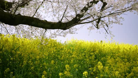 stunning wide open shot over cherry blossoms and canola flowers in kumagaya, japan
