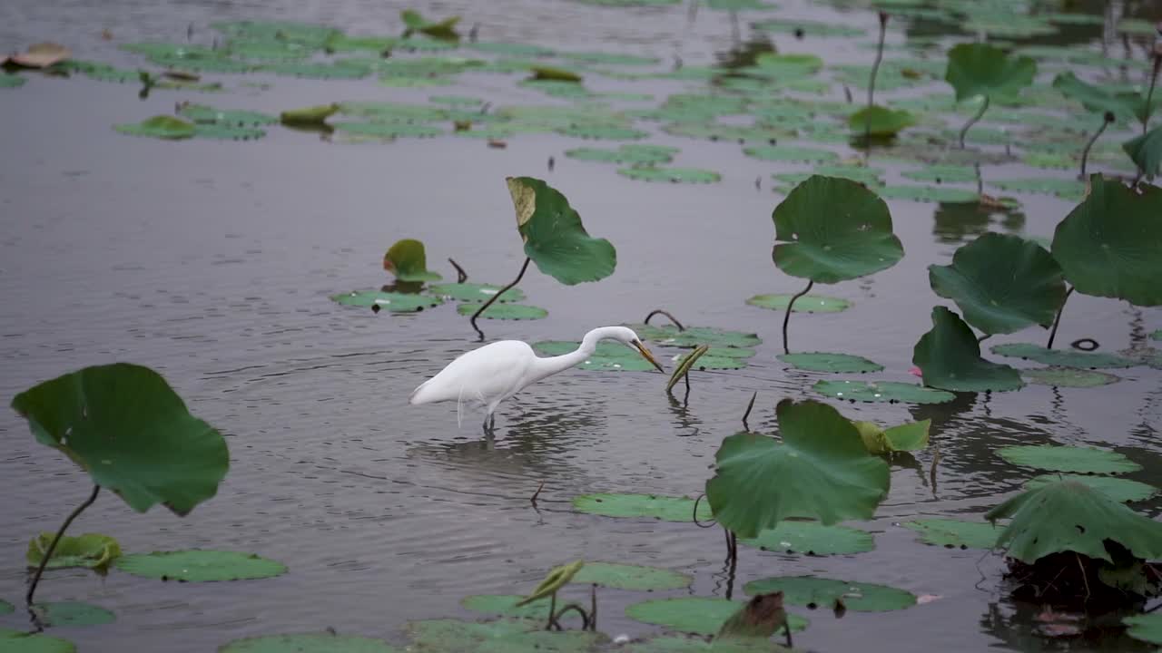 A Great Egret (White Heron) striking to catch a fish at Lotus Pond Kaohsiung, Taiwan.mp4