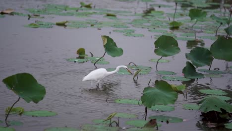 a great egret (white heron) striking to catch a fish at lotus pond kaohsiung, taiwan.mp4