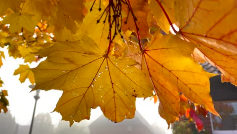 close up of orange and yellow colored leaves on tree during bright autumn day - slow pan shot