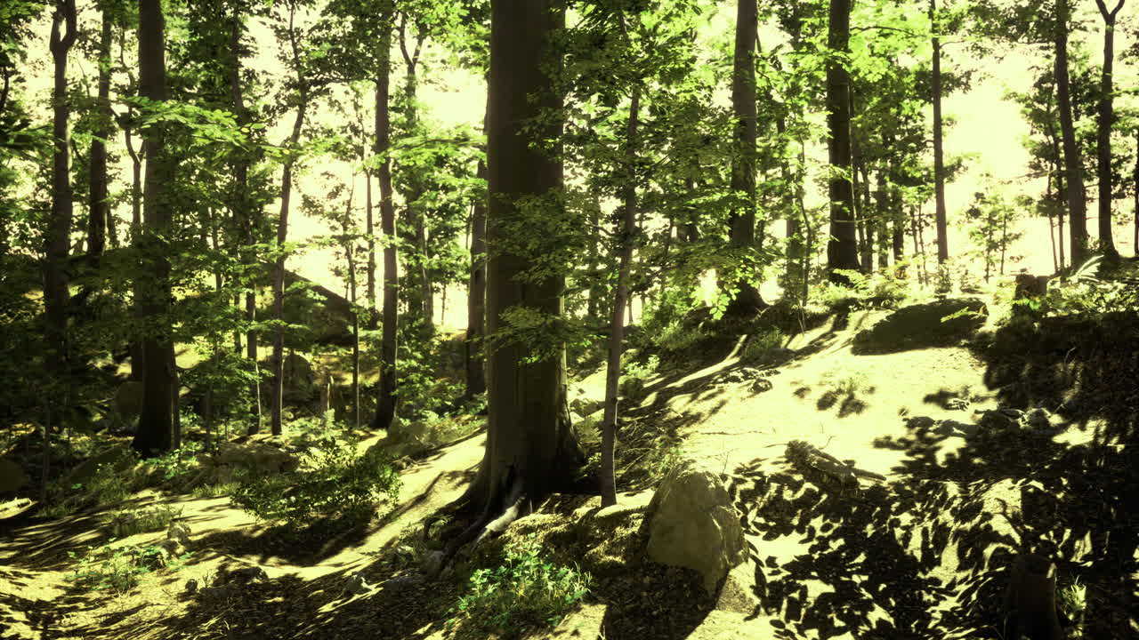 Sunlight filters through lush green forest trees on a serene afternoon walk