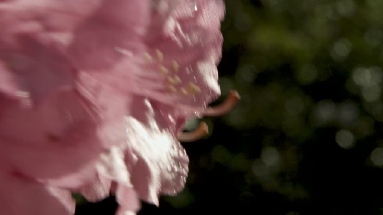 primer plano de las flores de azalea rosadas besadas por el rocío contra un fondo de enfoque suave
