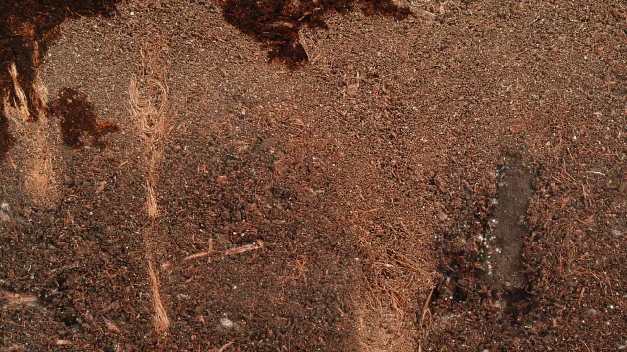 Close-up view of soil texture