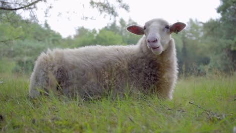 wide shot of a single white merino sheep lying on the ground regurgitating, in a woodland area with some trees in the background