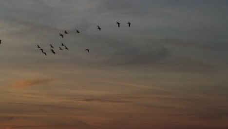 skein of geese at sunset. east frisia. germany