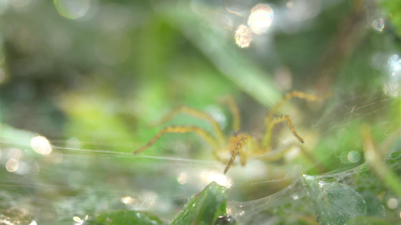 웹에 있는 작은 거미를 확대합니다.