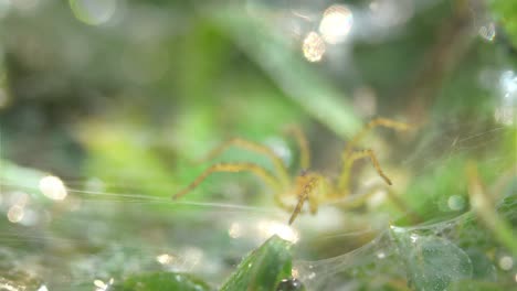 hacer zoom en una pequeña araña en la red