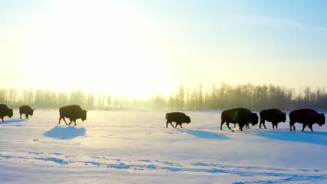 stunning-closeup-of-a-herd-of-buffalo-walking-acros-a-winter-snow-covered-habitat-with-their-offspring-calves-during-a-beautiful-sunny-sunrise-trek-one-behind-the-other-with-shadow-reflections-2-3