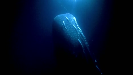 Whale-Shark-with-remoras-and-blowing-bubbles-feeding-under-the-light-at-night,-Indian-Ocean,-Maldives,-Asia