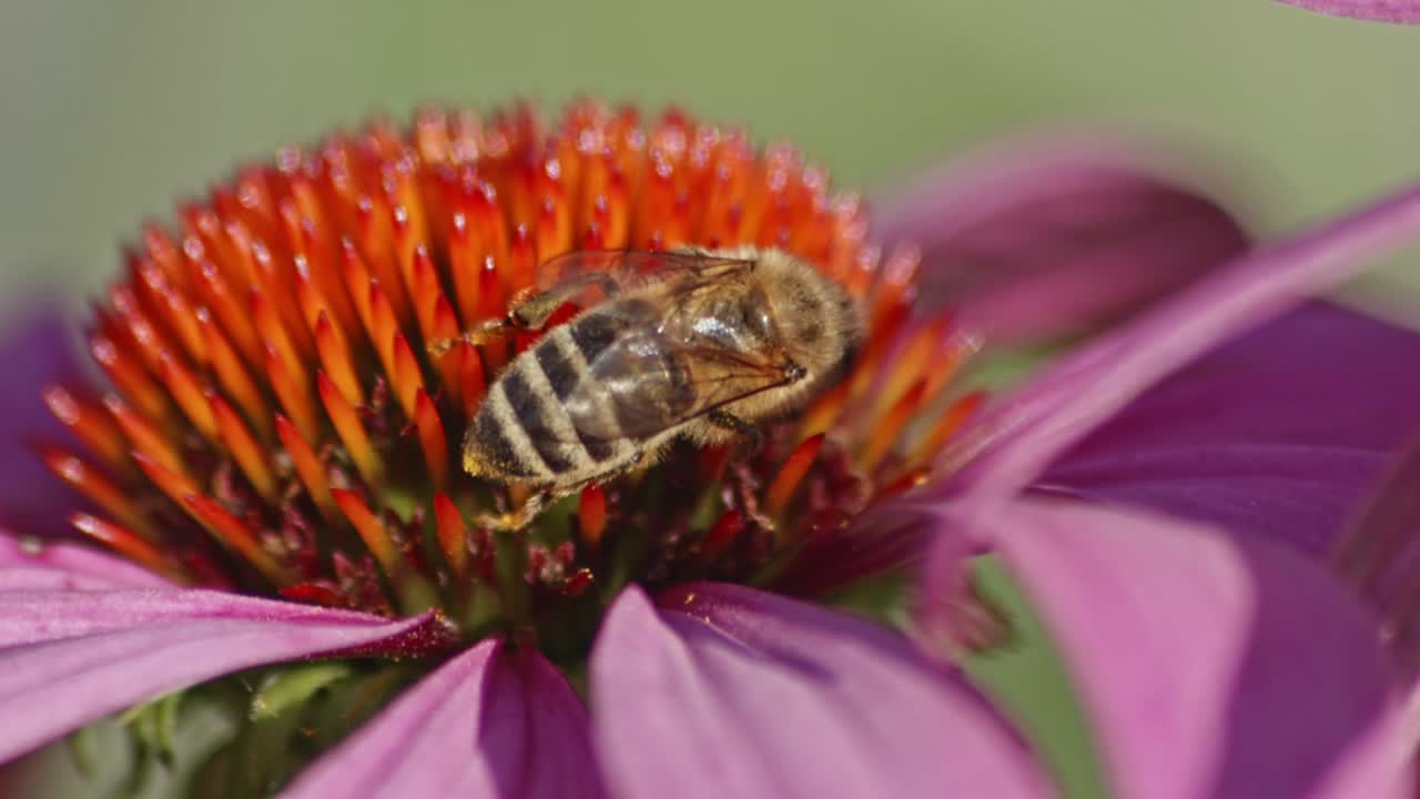 vista macro de una abeja melífera recolectando néctar en el cono de flor de naranja a la luz del sol durante el día