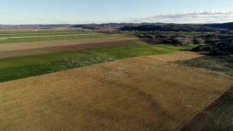 Eine-Große-Gruppe-Schneegänse-Fliegt-über-Ein-Maisfeld