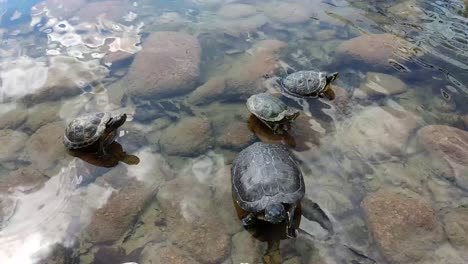 turtles over the rocks in water